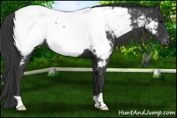 Horse Color:Black Near Fewspot 