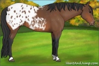 Horse Color:Bay Blanket 