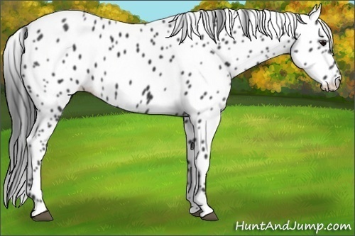 Horse Color:Black Appaloosa