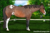 Horse Color:Bay Sabino Blanket Rabicano 