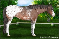 Horse Color:White Spotted Brown Appaloosa Rabicano