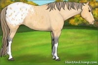 Horse Color:Buckskin Blanket 