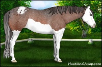 Horse Color:Bay Splash Appaloosa Rabicano 