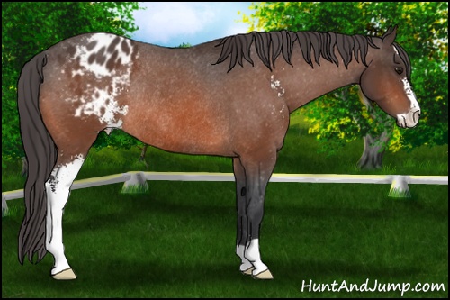 Horse Color: Bay Sabino Blanket Rabicano 
