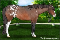Horse Color:Bay Sabino Appaloosa Rabicano