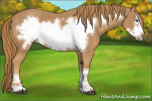 Horse Color:Chestnut Frame 