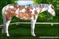 Horse Color:Bay Sabino Rabicano 