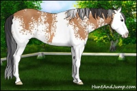 Horse Color:White Spotted Bay Splash 