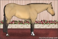 Horse Color:Buckskin Dun Sabino 