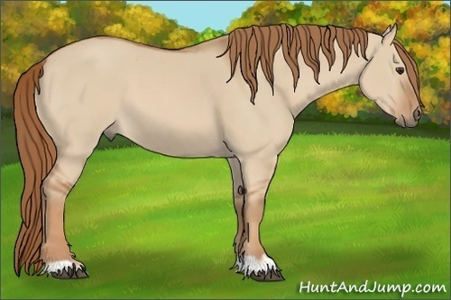 Horse Color:Red Dun