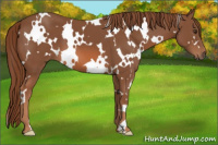 Horse Color:White Spotted Liver Chestnut 