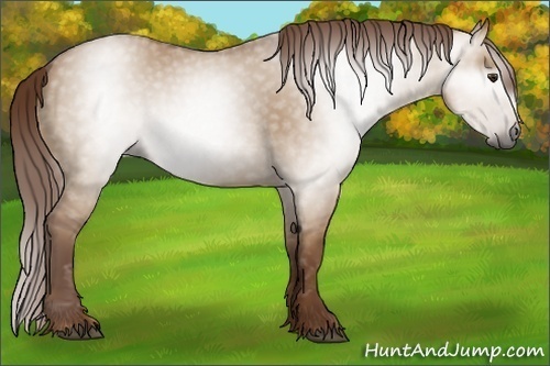 Horse Color:Gray Red Dun 