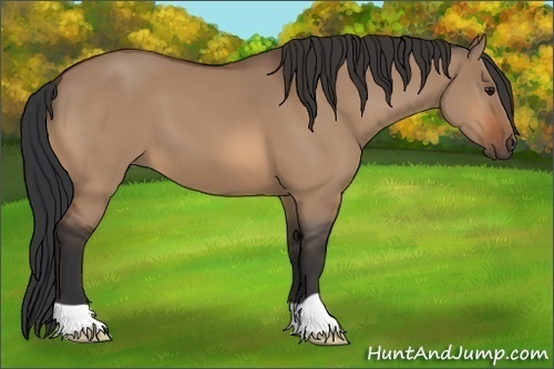 Horse Color:Bay Dun