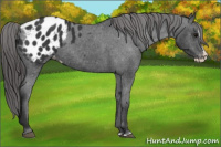 Horse Color:Black Splash Appaloosa 