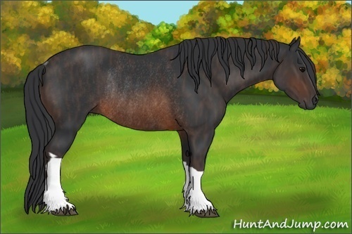Horse Color:Brown Rabicano  Brindle