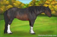 Horse Color:Brown Rabicano  Brindle