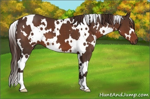 Horse Color:White Spotted Liver Chestnut 