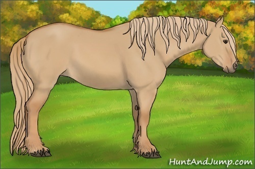 Horse Color:Red Dun 