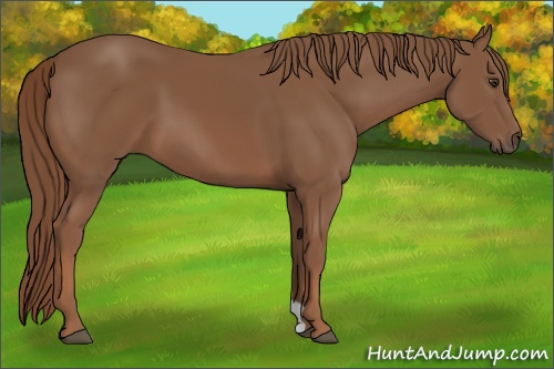 Horse Color: Chestnut 