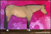 Horse Color:Bay Dun Rabicano 