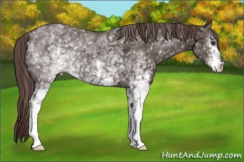 Horse Color: White Spotted Liver Chestnut 
