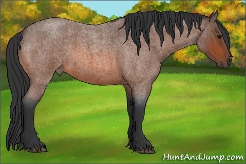 Horse Color:Bay Roan 