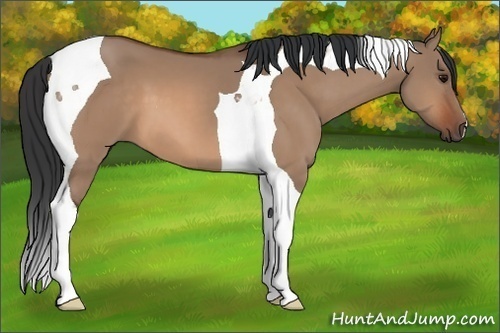 Horse Color:Unknown 