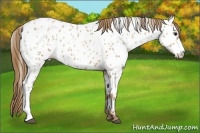Horse Color:Black Pearl Near Leopard 