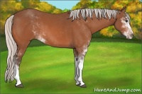 Horse Color:Silver Bay Sabino 