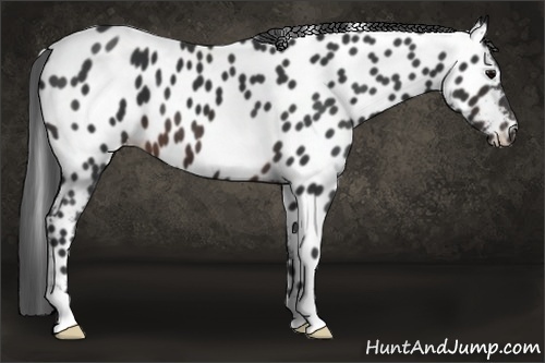 Horse Color: Brown Near Leopard 