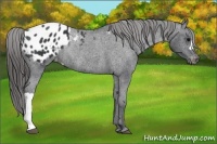 Horse Color:Black Appaloosa Rabicano 