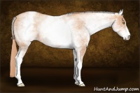 Horse Color:White Spotted Gold Champagne Sabino 