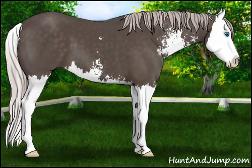 Horse Color: Silver Black Sabino Splash 