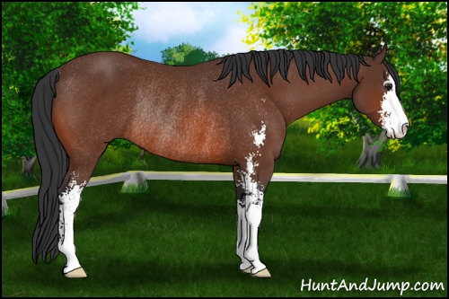 Horse Color: Brown Sabino Rabicano 