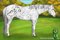 Horse Color:White Spotted Black Splash Tobiano Frame Appaloosa 
