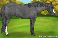 Horse Color:Black Appaloosa 