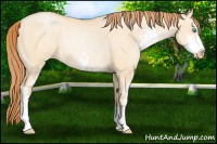 Horse Color:Buckskin Pearl Dun Sabino Rabicano 
