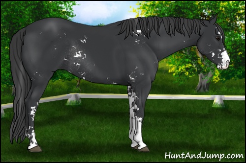 Horse Color: Black Sabino Rabicano 