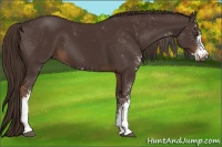 Horse Color:Liver Chestnut Sabino