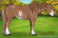 Horse Color:Chestnut Sabino 