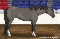Horse Color:Grullo Sabino 
