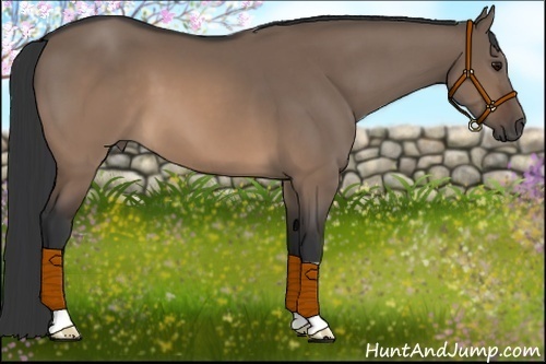 Horse Color:Brown Dun 