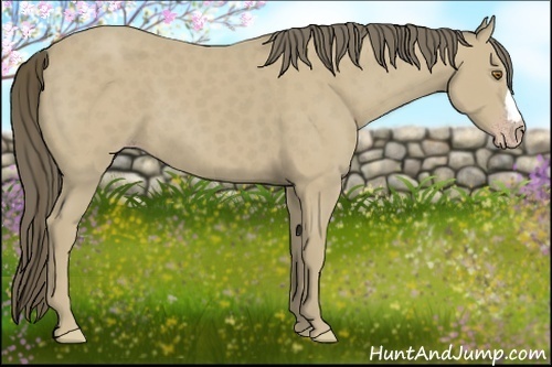 Horse Color:Classic Cream Champagne 