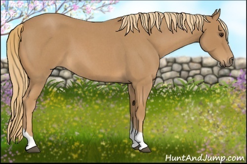 Horse Color:Red Roan Tobiano 