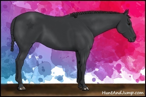 Horse Color:Black 