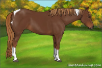Horse Color:Gray Chestnut Tobiano