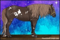 Horse Color:White Spotted Liver Chestnut 