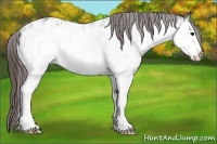 Horse Color:White Spotted Brown Blanket 