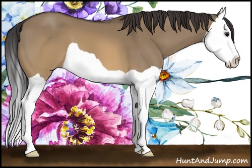 Horse Color: Buckskin Dun Splash 