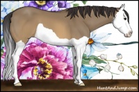 Horse Color:Buckskin Dun Splash 